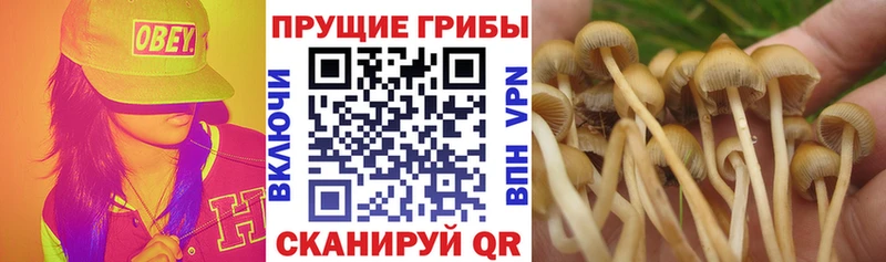 Псилоцибиновые грибы Cubensis  Медногорск 